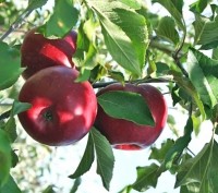 Дорослі 6-ти річні плодоносні яблуні щеплені на підщепі М9, сорт джонатан, висот. . фото 2