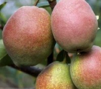 Дорослі 6-ти річні плодоносні яблуні щеплені на підщепі М9, сорт джонатан, висот. . фото 3
