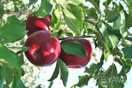 Дорослі 6-ти річні плодоносні яблуні щеплені на підщепі М9, сорт джонатан, висот. . фото 1