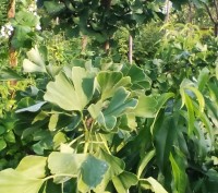 саджанці цінної лікарської рослини гінкго білоба, дуже гарна окраса вашого саду,. . фото 3