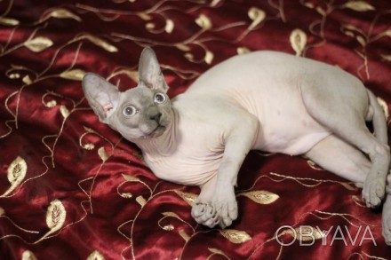 Продается котенок канадского сфинкса. Котик. Родился 15 мая 2016. Окрас голубой . . фото 1