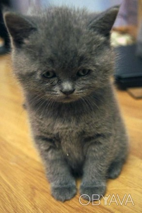 Продаются чистопородные британские котята от титулованных родителей с родословно. . фото 1