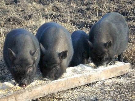Продаються справні свинки В'єтнамської породи. Свинкам по чотири місяці. (фото з. . фото 1
