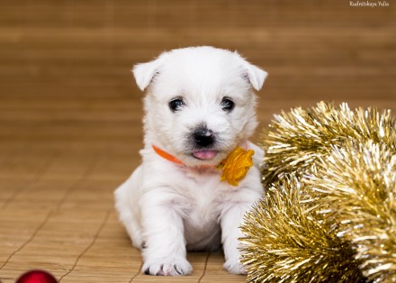 Продаются к Новому Году и Рождеству щенки замечательной породы - вест хайленд уа. . фото 4