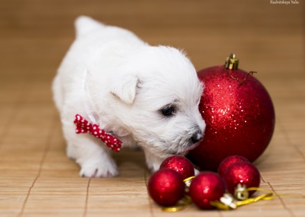 Продаются к Новому Году и Рождеству щенки замечательной породы - вест хайленд уа. . фото 5