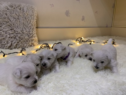 Продаются к Новому Году и Рождеству щенки замечательной породы - вест хайленд уа. . фото 3