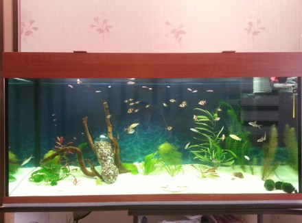Добрый день. Наш магазин предоставляет аквариумы в комплекте с крышкой, подсветк. . фото 9
