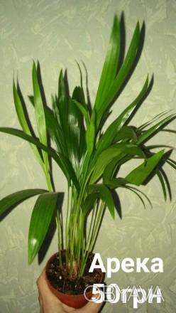 пальма Арека ( або хрізалідокарпус) пишні гарні вазони.
Пересилаю. . фото 1