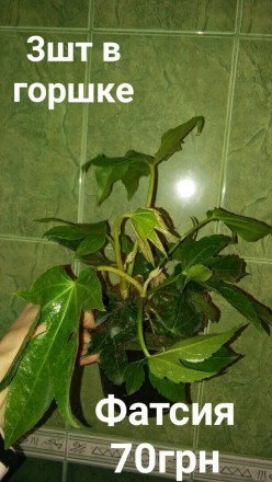 Фатсія, в вазонах по 3 рослини
Пересилаю. . фото 2