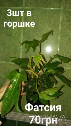 Фатсія, в вазонах по 3 рослини
Пересилаю. . фото 1