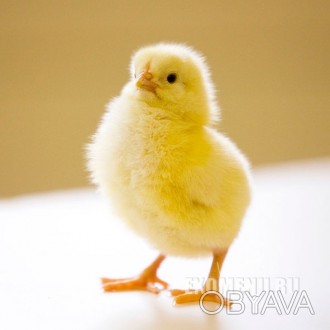 еженедельно реализуем цыплят суточных КОББ-500 высшего качества оптом и в розниц. . фото 1