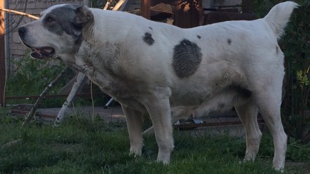 Щенки Среднеазиатской овчарки от собак с уравновешеным характером и адекватным п. . фото 9