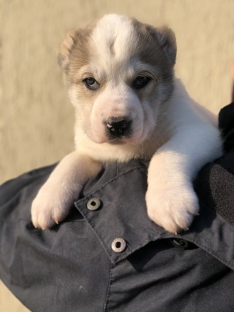 Продам щенков Среднеазиатской овчарки от собак с уравновешенным характером и аде. . фото 10