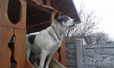Продам щенков Среднеазиатской овчарки от собак с уравновешенным характером и аде. . фото 1