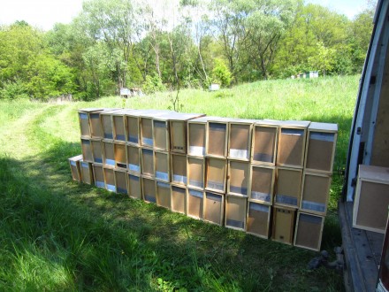 Заказ принимаем на отправку пчелопакетов, на 2020года…
С пчелиными матками F1 2. . фото 4