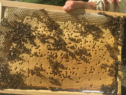 Продаю пчелосемьи,отводки, пчелопакеты недорого под заказ, апрель – август, цена. . фото 3