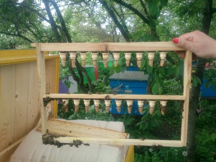 Продаю пчелосемьи,отводки, пчелопакеты недорого под заказ, апрель – август, цена. . фото 4