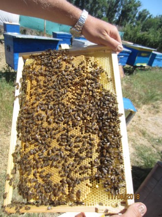Продаю пчелосемьи,отводки, пчелопакеты недорого под заказ, апрель – август, цена. . фото 7