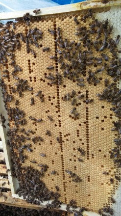 Продаю пчелосемьи,отводки, пчелопакеты недорого под заказ, апрель – август, цена. . фото 6