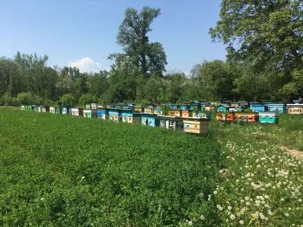 Продаю пчелосемьи,отводки, пчелопакеты недорого под заказ, апрель – август, цена. . фото 2