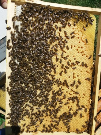 Продаю пчелосемьи,отводки, пчелопакеты недорого под заказ, апрель – август, цена. . фото 5