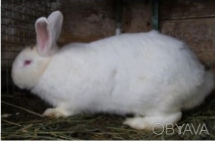 Продам кролей породы Белый Паннон , разных возрастов от 100 грн. за кг. живого в. . фото 3