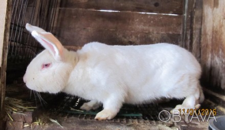 Продам кролей породы Белый Паннон , разных возрастов от 100 грн. за кг. живого в. . фото 1