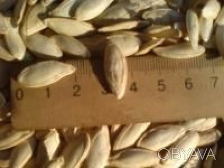 Породам семена тыквы "Дамский ноготь".10 грн 100 грамм.Есть более килограмма.птг. . фото 1