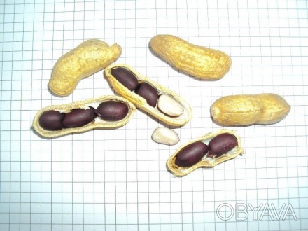 Продам семена черного арахиса сорта Каролина Блэк. В Украине уже районизирован. . . фото 1