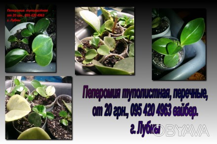 Пеперомия туполистная, перечные
(Peperomia Obtusifolia)
Пеперомия представляет. . фото 1