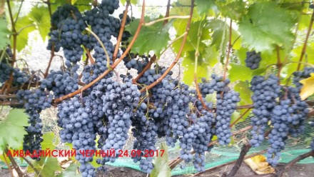 Саженцы винограда технических сортов, для производства качественных вин. Саженцы. . фото 5