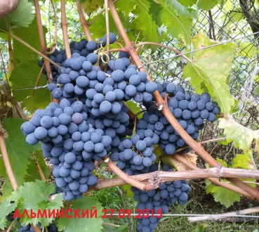 Саженцы винограда технических сортов, для производства качественных вин. Саженцы. . фото 6