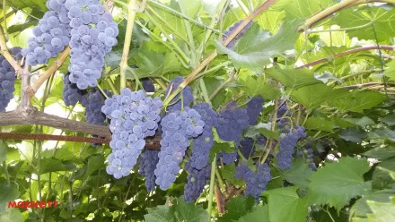 Саженцы винограда технических сортов, для производства качественных вин. Саженцы. . фото 3