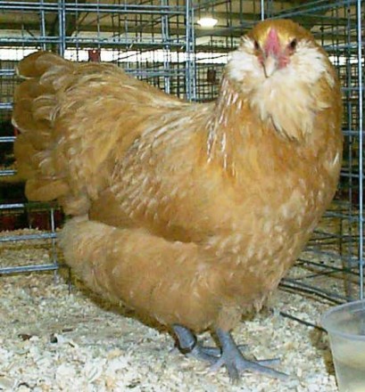 Продаю яйця інкубаційні Амераукана також відправлю Новою Поштою наложеним платиж. . фото 2