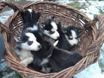 Продаються собачата породи сибірський хаскі. Вік - 1,5 місяці. Проглистовані, їд. . фото 4