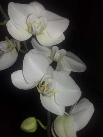 Много видов разных орхидей и листовых растений .От 150 грн до 350 .При покупке н. . фото 4