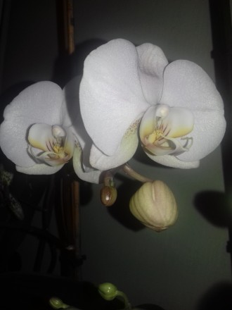 Много видов разных орхидей и листовых растений .От 150 грн до 350 .При покупке н. . фото 7