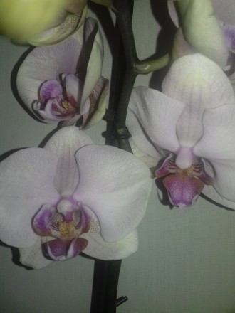 Много видов разных орхидей и листовых растений .От 150 грн до 350 .При покупке н. . фото 6