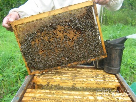 Продам бджолопакети, ціна договірна. 
Контактна інформація:
+380997339254 - Ів. . фото 1