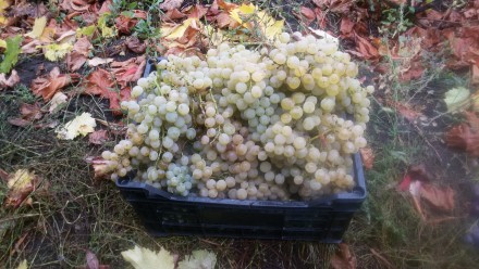 Цитронный Магарача - прекрасный сорт винограда, урожайный, морозостойкий, устойч. . фото 6