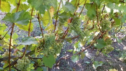 Цитронный Магарача - прекрасный сорт винограда, урожайный, морозостойкий, устойч. . фото 2