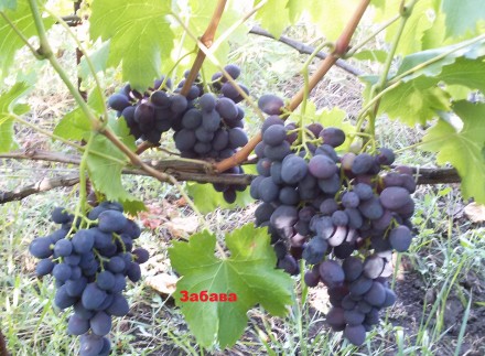 Саженцы винограда крупноплодных сортов, гарантированно созревающих в условиях Ки. . фото 5