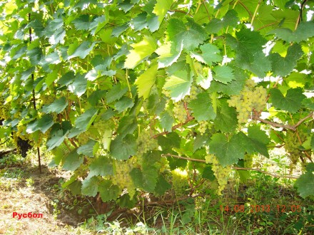 Саженцы винограда крупноплодных сортов, гарантированно созревающих в условиях Ки. . фото 11