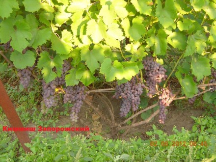 Саженцы винограда крупноплодных сортов, гарантированно созревающих в условиях Ки. . фото 6