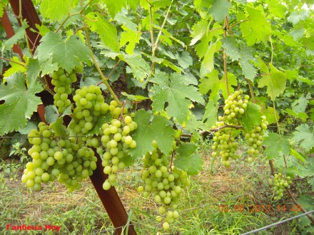 Саженцы винограда крупноплодных сортов, гарантированно созревающих в условиях Ки. . фото 8
