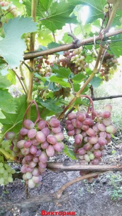 Саженцы винограда крупноплодных сортов, гарантированно созревающих в условиях Ки. . фото 4