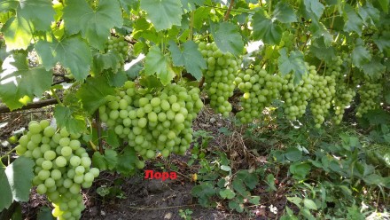Саженцы винограда крупноплодных сортов, гарантированно созревающих в условиях Ки. . фото 3