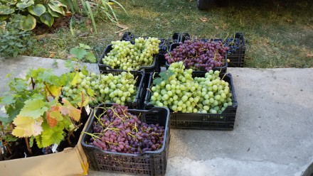 Саженцы винограда крупноплодных сортов, гарантированно созревающих в условиях Ки. . фото 12
