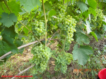 Саженцы винограда крупноплодных сортов, гарантированно созревающих в условиях Ки. . фото 10