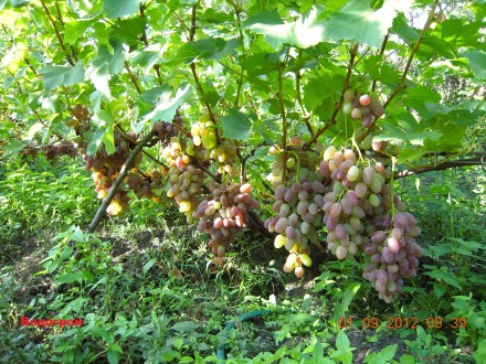 Саженцы винограда крупноплодных сортов, гарантированно созревающих в условиях Ки. . фото 7